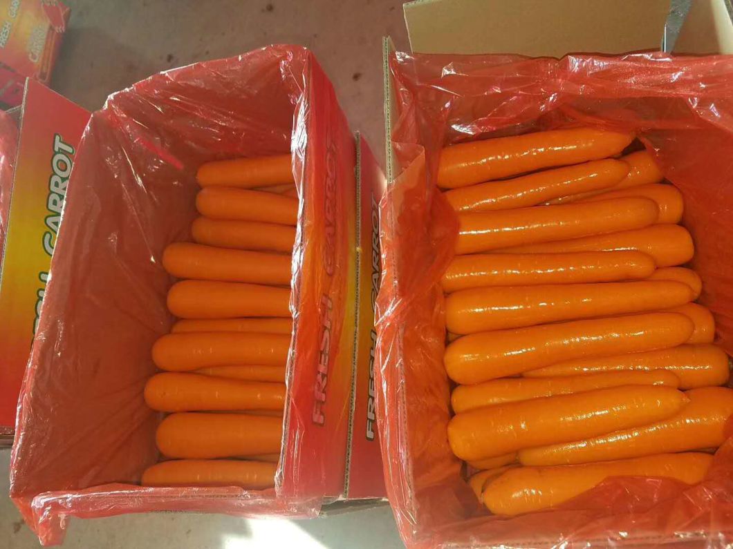 New Crop Fresh China Carrot Red Carrot