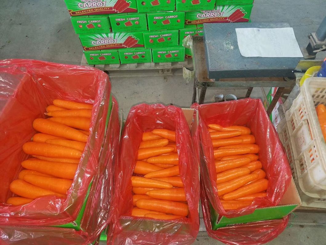 New Crop Fresh China Carrot Red Carrot