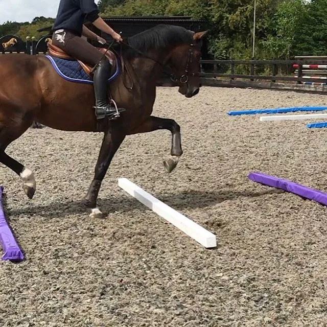 Exercises Using for Horse Ground Soft Poles