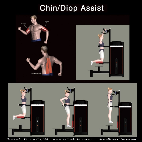 Top Quality Hot Sale Professional Home Gym Bodybuilding Chin/DIP Assist Fitness Equipment