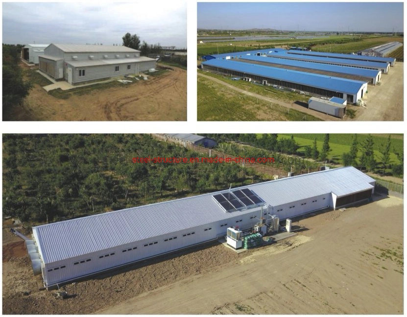 Economical Solution Poultry House Steel Structure Chicken House