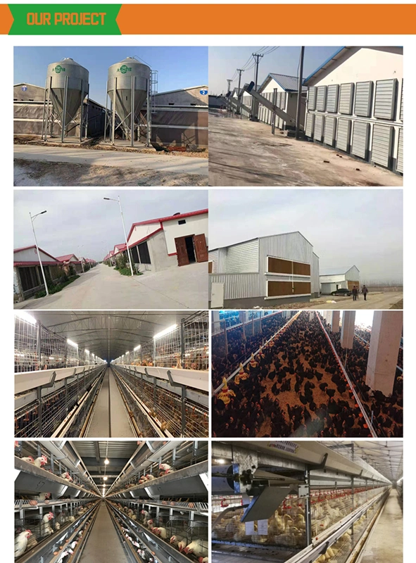 Poultry Shed Broiler Poultry Farm Equipment Feed Silo for Poultry