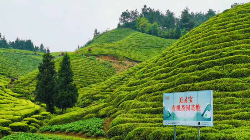 Superfine Organic Green Tea Leaves Bi Luo Chun