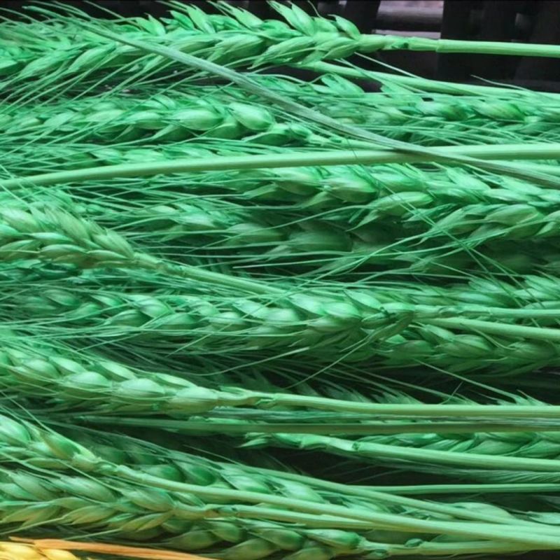 Kunming Wholesale Fresh Cut Leaves Green Maple Leaves for Decoration