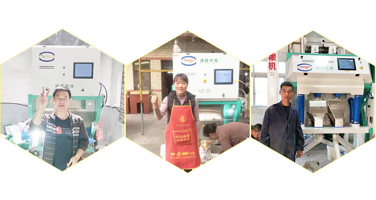 RGB Nut Color Sorter Intelligent CCD Walnut Peanut Cashew Nut Color Sorting Machine