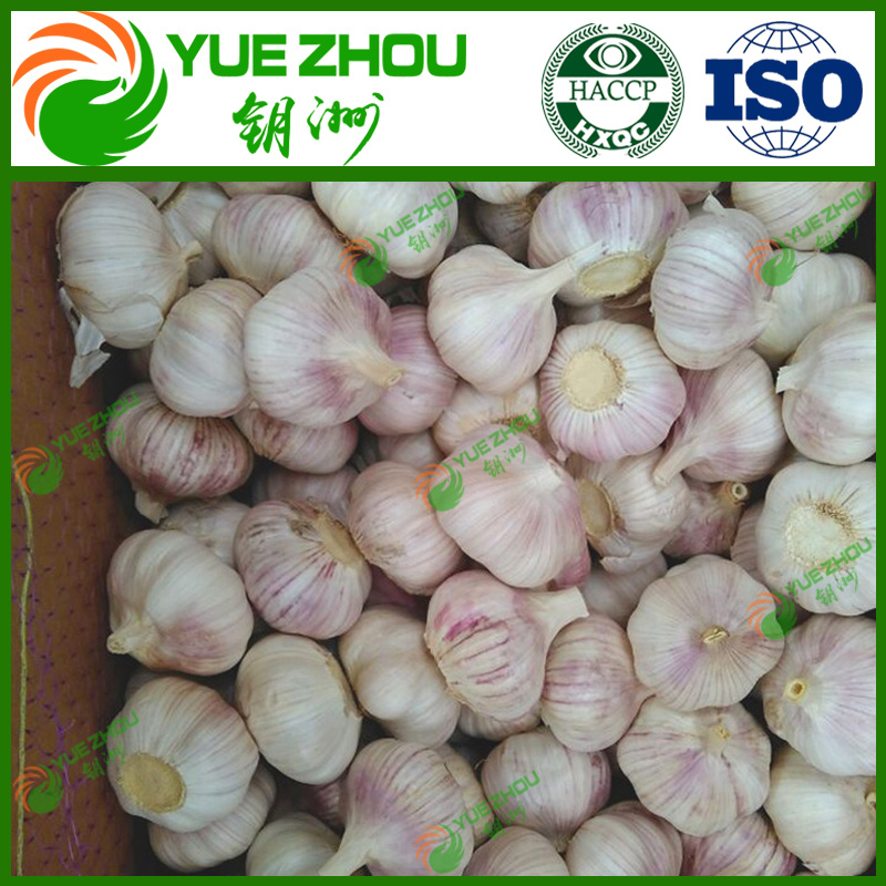 Wholesale Garlic China New Crop Garlic Normal White Garlic Price with Price