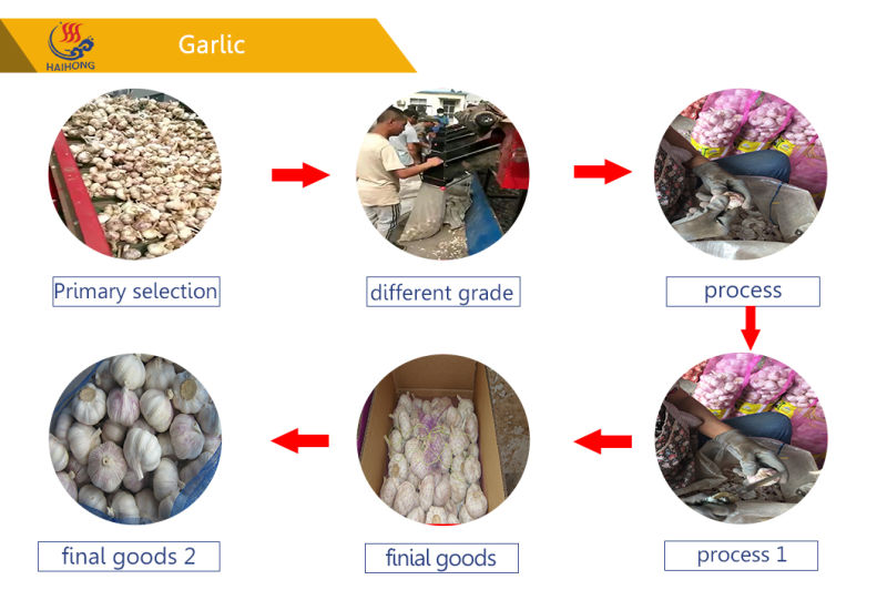Farm Garlic Supplier, Fresh Garlic, Frozen Garlic