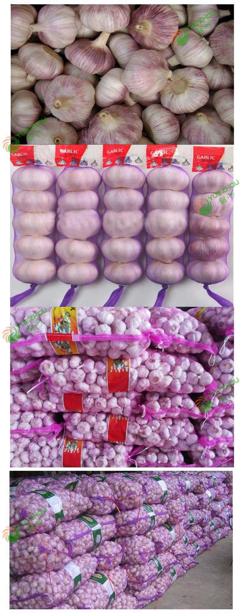 2020 China Fresh Garlic Normal White Garlic New Crop Garlic with Cheap Price