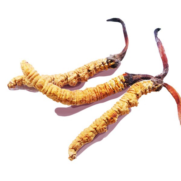100% Pure Natural Cordyceps Militaris 10: 1 Cordyceps Sinensis Extract Powder