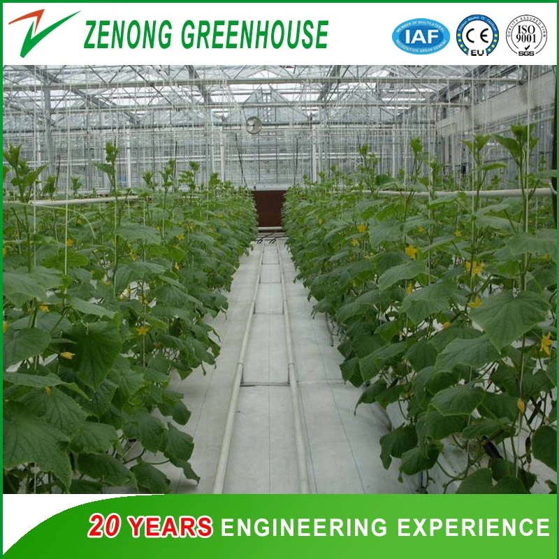 PC Sheet Covered Greenhouse with Irrigation System/Ventilation System/Cooling System