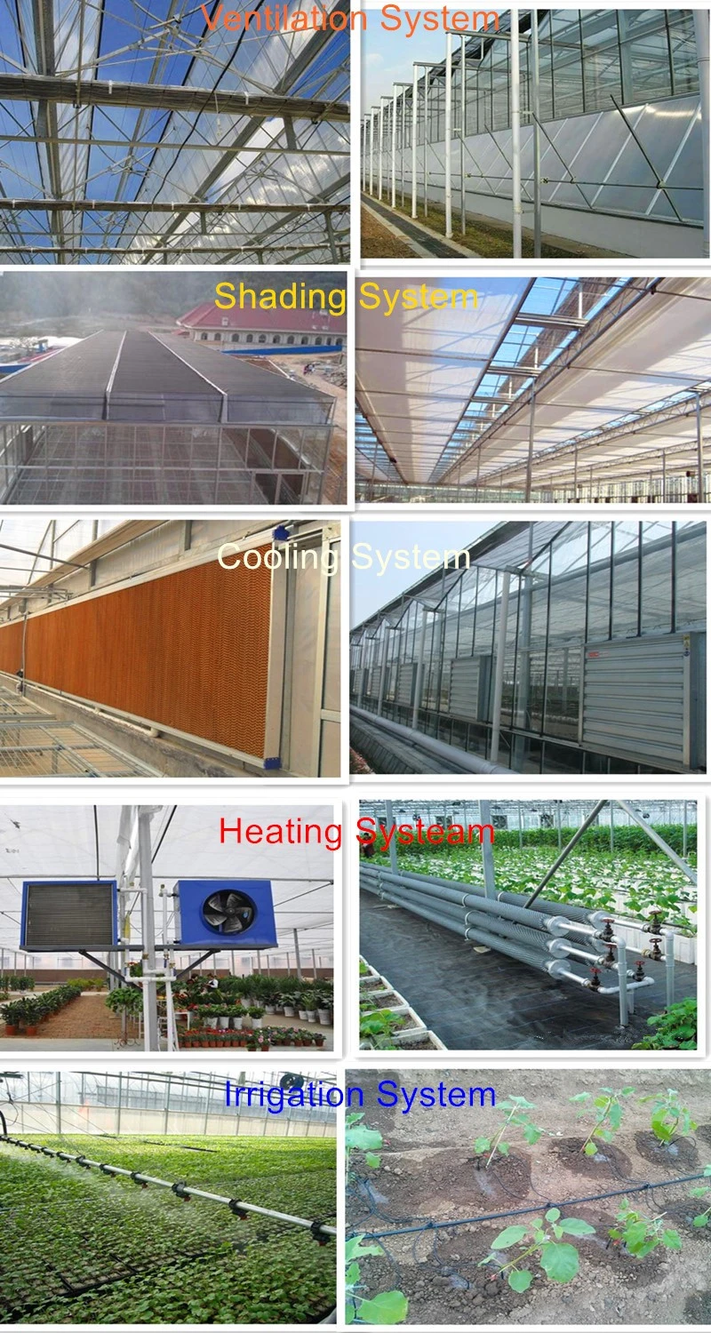 PC Sheet Covered Greenhouse with Irrigation System/Ventilation System/Cooling System