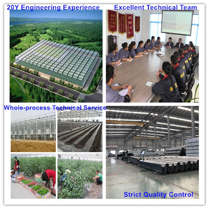 PC Sheet Covered Greenhouse with Irrigation System/Ventilation System/Cooling System