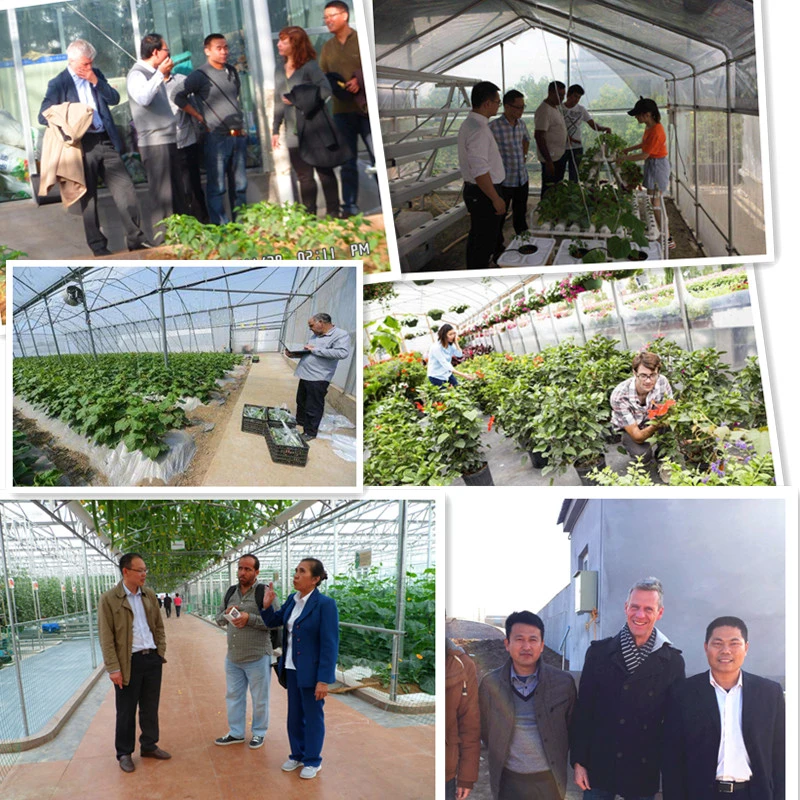 PC Sheet Covered Greenhouse with Irrigation System/Ventilation System/Cooling System