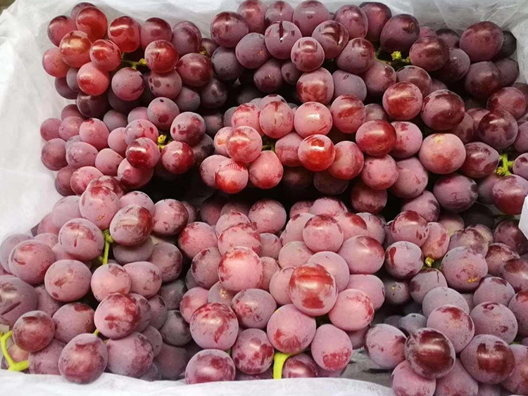 Fresh Sweet Red Global Grape
