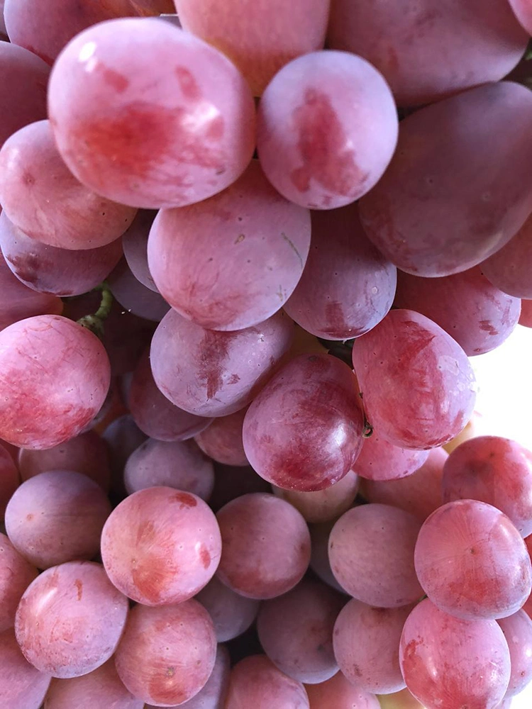 Fresh Sweet Red Global Grape