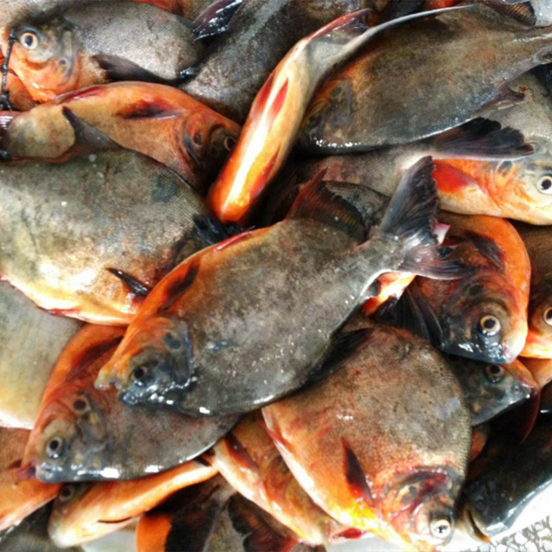 Frozen Fish Exporter IQF Frozen Red Pomfret Pacu Fish