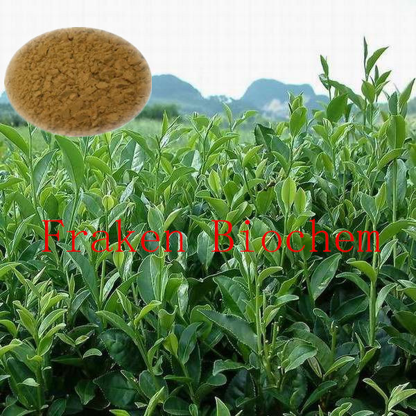 High Quality 40-98% Polyphenols 30-98% EGCG Green Tea Extract