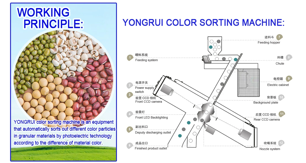 2020 New Design 5 Chutes Kidney Bean Color Sorter