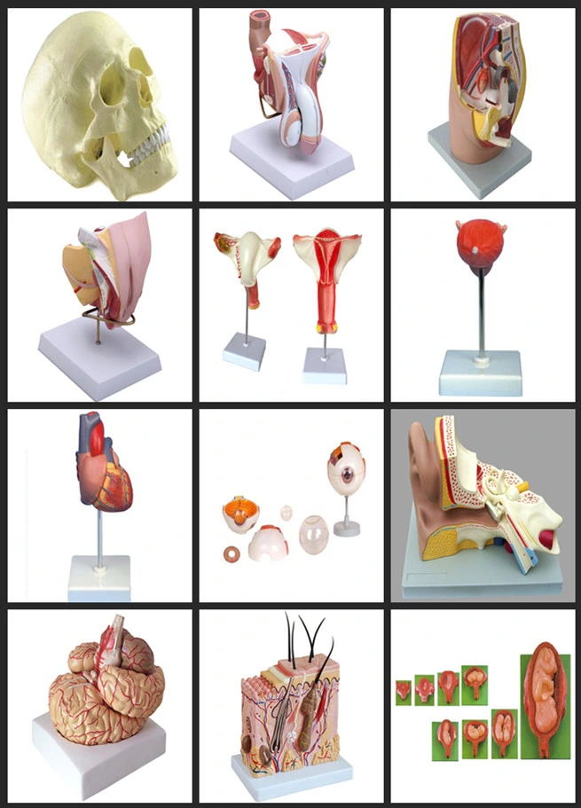 Kidney Section with Nephron and Renal Glomerulus Model/Kidney with Adrenal Model