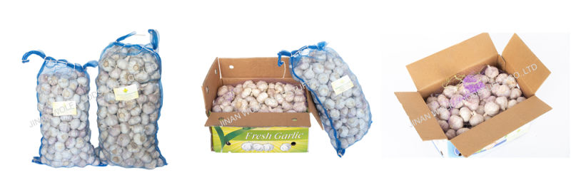 Pure White Snow White Super White Fresh Garlic Price