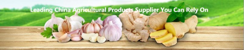 Pure White Snow White Super White Fresh Garlic Price