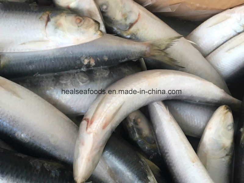 Fresh Sardine Fish From Chinese Sardine Factory