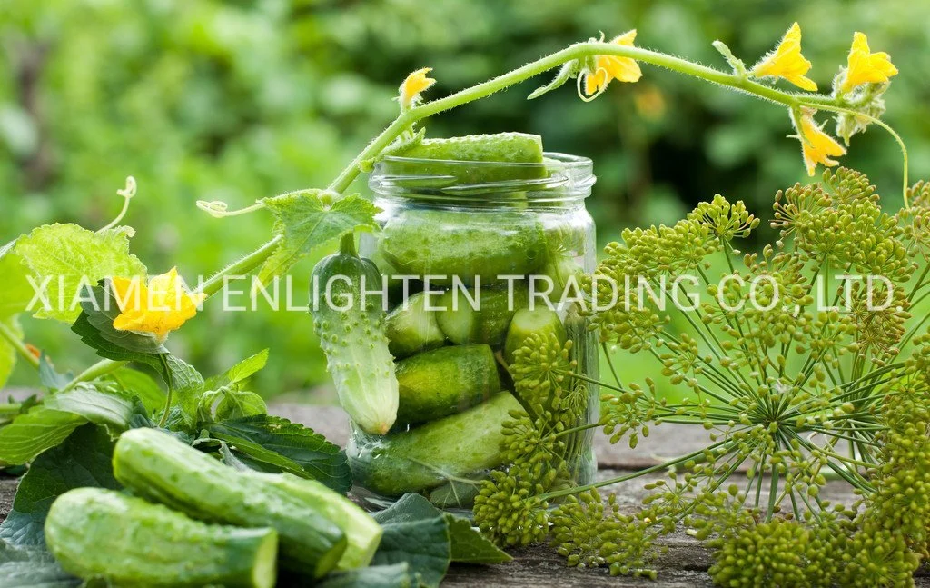Canned Gherkins/ Fresh Canned Pickled and Processed Baby Cucumber