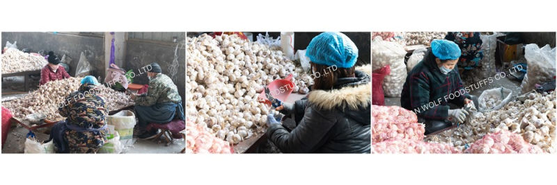 Pure White Snow White Super White Fresh Garlic Price