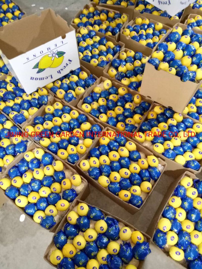 Chinese Grade One Lemon, Healthy Fresh Lemon, Supermarket Lemons, Top Quanlity Fresh Lemon, Chinese Fresh Lemons,