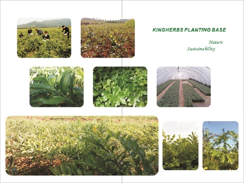 100% Natural Tongkat Ali Extract 1%, 2% HPLC Eurycomanone