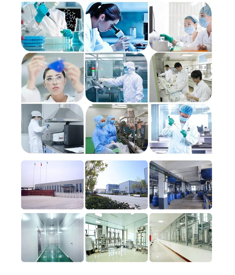 Reishi Mushroom Extract/Lingzhi Extract 10: 1 20: 1 Powder