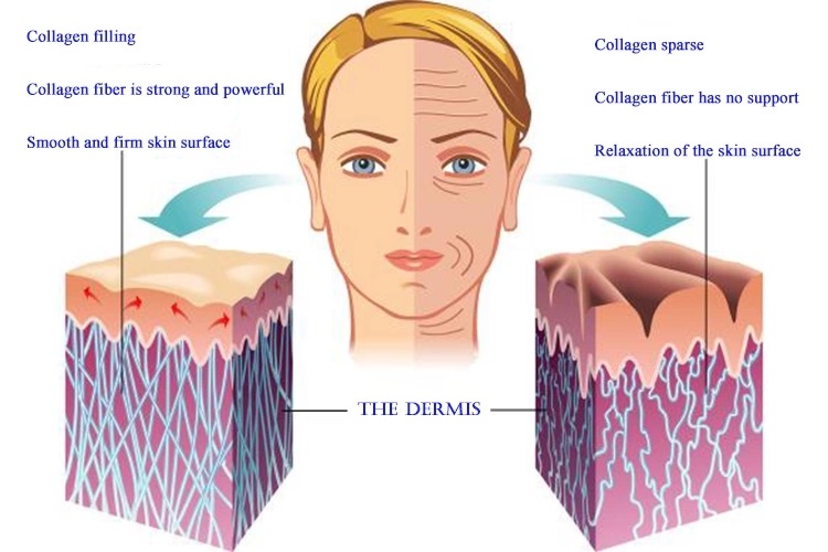 Best Fish Collagen Supplement Fish Collagen Powder Fish Collagen Peptide