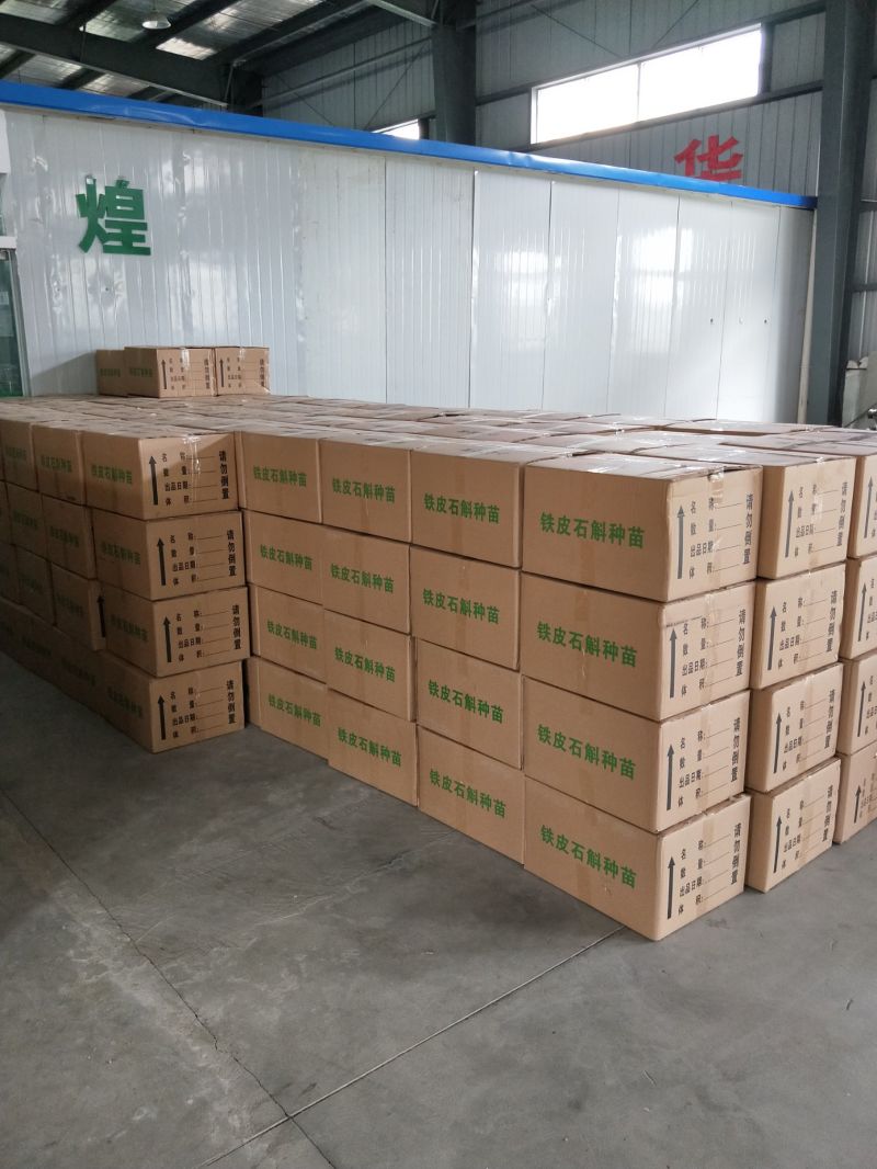 Hot Sale Dendrobium Officinale Extract Dendrobium Polysaccharide for Eating