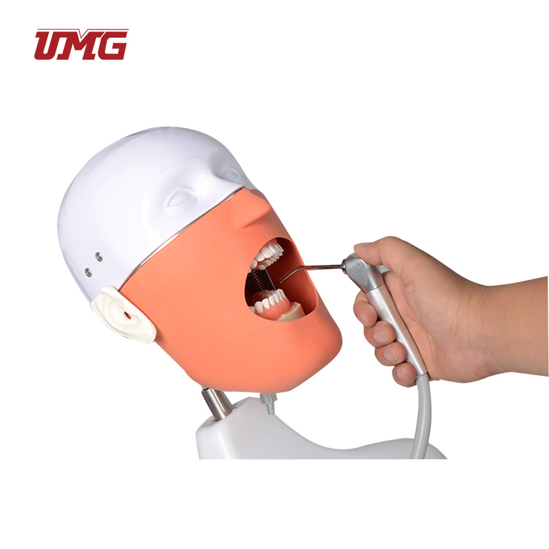 Teethteach and Study Manikin Head Model Senior Manikin