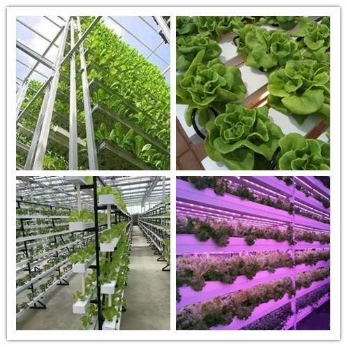 Growth Trough Used for Vertical Tower/Farm/Nft Hydroponics System