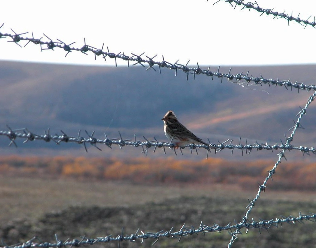 Galvanized Iron Barbed Wire for Prison Security Fence with High Quality