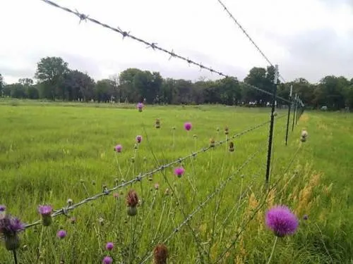 Galvanized /PVC Coated Barbed Wire Bwg 12/14/16 for Prison Security Fence