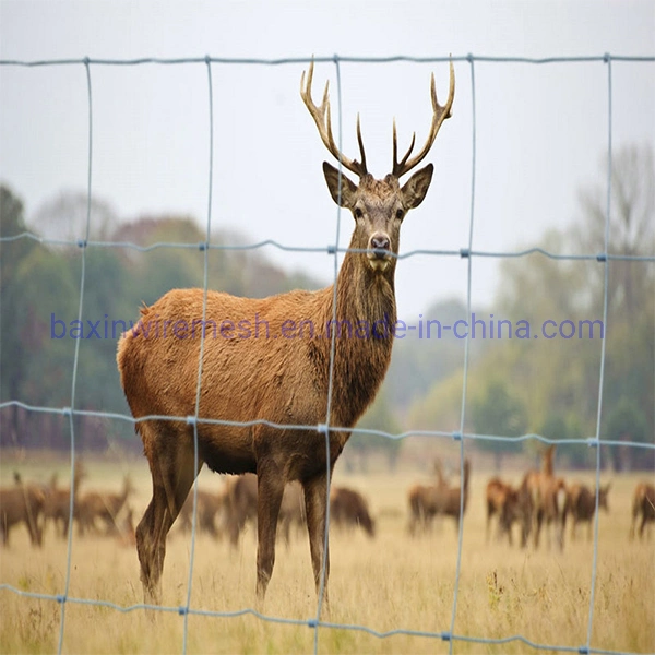 Hot Dipped Galvanized Wire Mesh Fixed Knot Fence /Field Fence