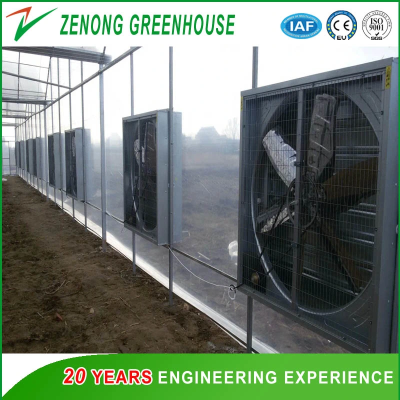 Hot DIP Galvanized Steel Frame Greenhouse Covered with Glass for Seed Breeding/Exhibition/Planting/Restaurant