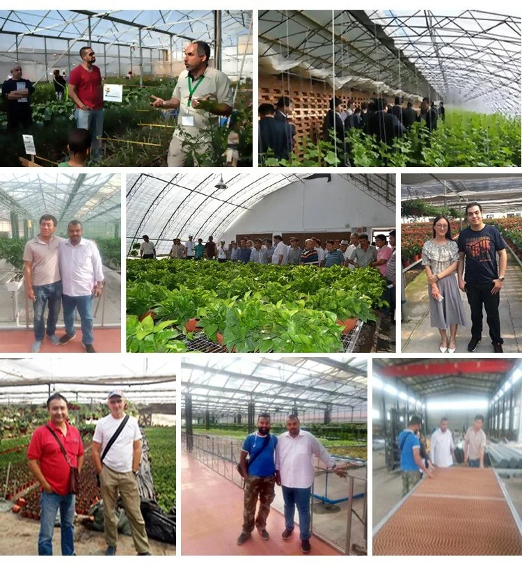 Hot-DIP Galvanized Steel Frame PE/Po/Plastic Film Greenhouse for Flowers/Cucumbers/Peppers/Lettuces/Tomatoes