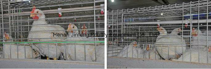 Automatic /Semi Automatic Poultry Equipment for Broiler Chickenon Sell