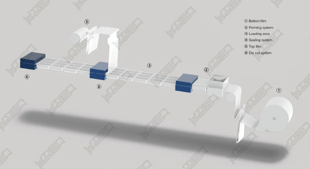 Automatic Thermoforming Vacuum Gas Flush Packing Equipment for Fruit