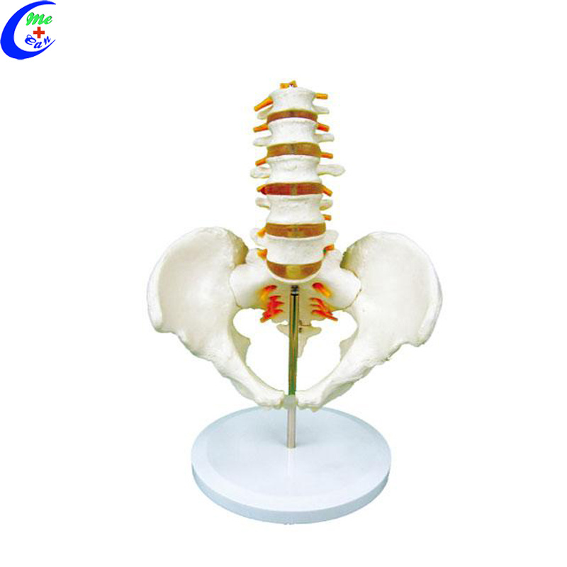 Spine Anatomical Model Colored Flexible Vertebral Column Model