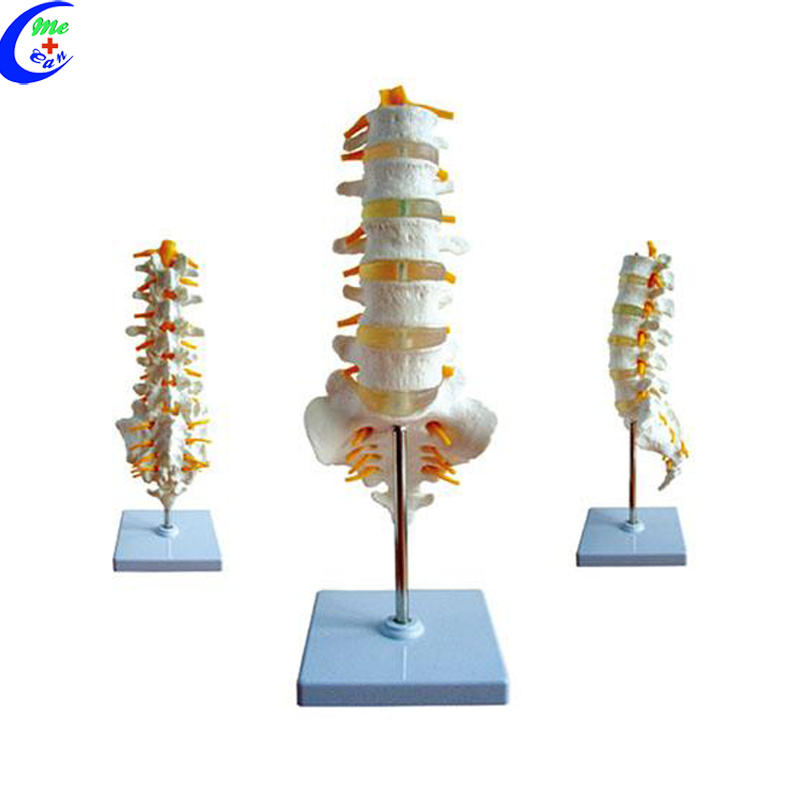 Human Anatomy Spine 3D Model