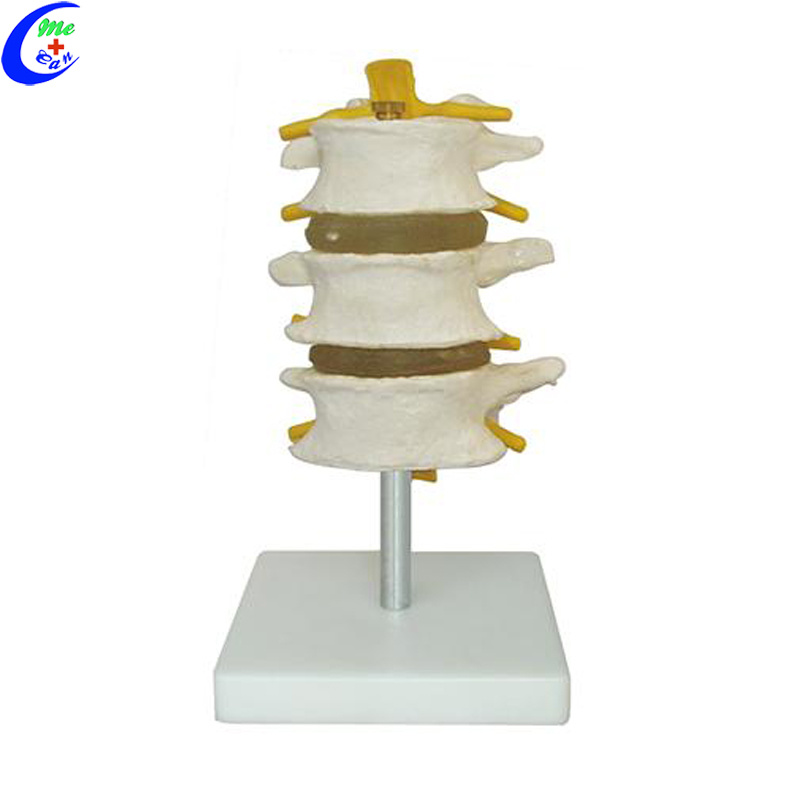 Human Anatomy Spine 3D Model