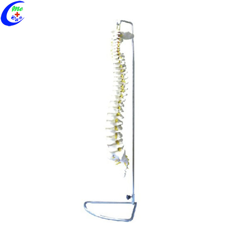 Human Spine Vertebral Column with Pelvis Model