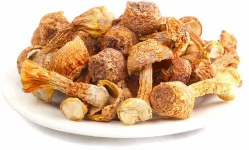 Ji Song Rong Herbal Natural Food Good Tast Dried Agaricus Blazei Murrill