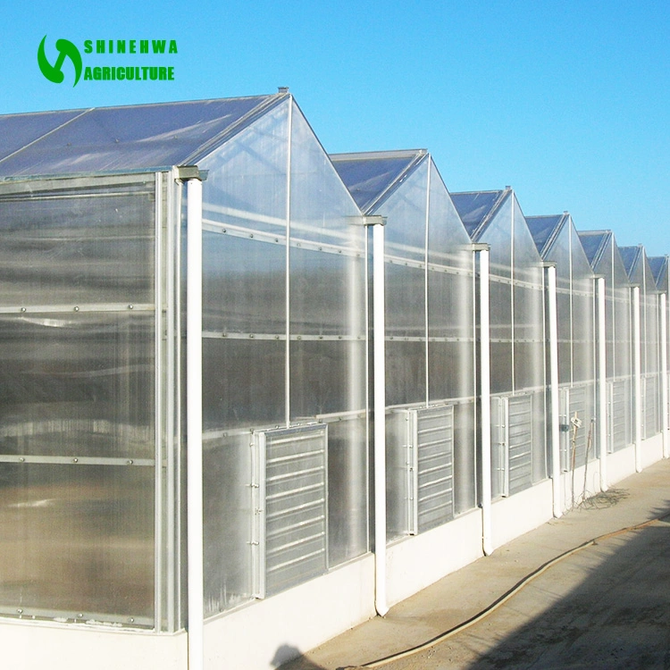 The Cost Effective Automatic Multi-Span PC Sheet Greenhouse in Sun Shading Polycarbonate Sheet to Make The Plants Grow Better