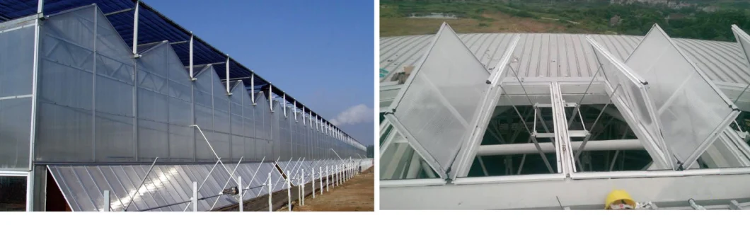 Polycarbonate Sheet PC Sheet Greenhouse for Tomato Cucumber Watermelon