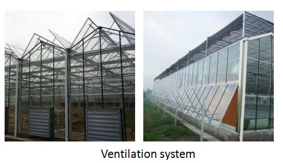 Multi-Span PC Sheet Garden Greenhouse with Hydroponic Growing Systems